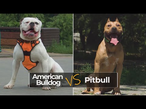 Vidéo: Différences entre Pit Bulls vs. Bouledogues américains