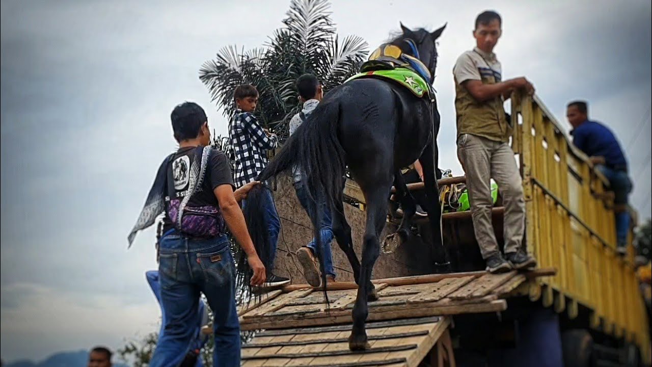 Kuda renggong reva pulang manggung