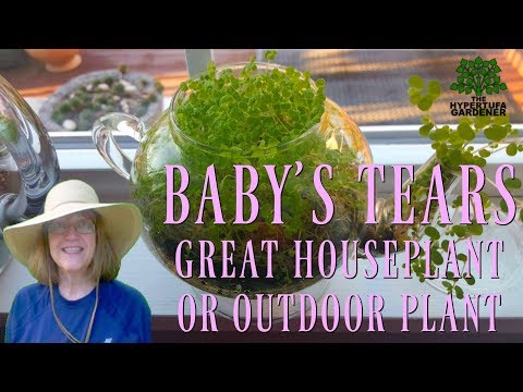 ❤️️ Baby&#039;s Tears - Houseplant or Outdoors - You&#039;ll Love It! ❤️️