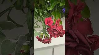 #київ #квіти Багаторiчна гвоздика, чудовi кольори. Травень 2025