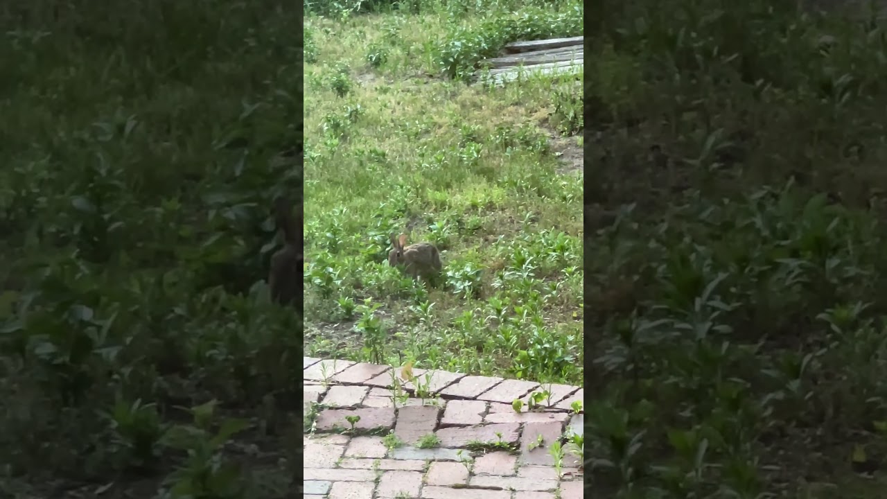 Bunnies in the backyard