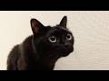 ママの帰宅が嬉しくてたまらない、犬みたいな猫