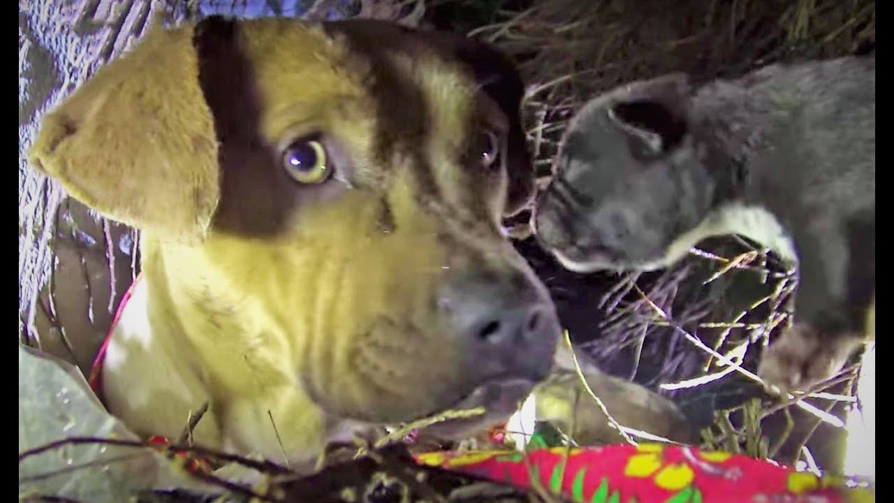 This Stray Pit Bull Cowered In The Bushes From The Storm – Before Rescuers Saw What She Was Hiding
