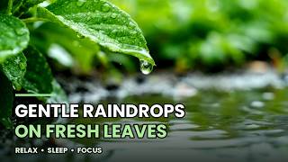 Details Rain Drip | Soft Rain Ambience for Relaxation & Study |  Soothing Raindrop Sounds with Water Ripples News