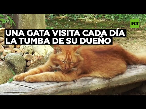 Esta gata se niega a dejar atrás a su dueño fallecido