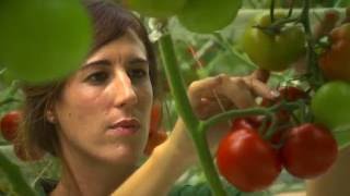 Emilie, Chef de culture en production de tomates sous-serre - Ingénieure agro par apprentissage