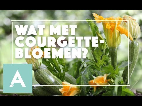 Video: Hoenderslaai Met Courgette En Kersietamaties