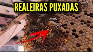 RESCUING AN AGGRESSIVE SWARM