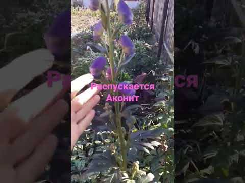 Аконит распускается/начало октября