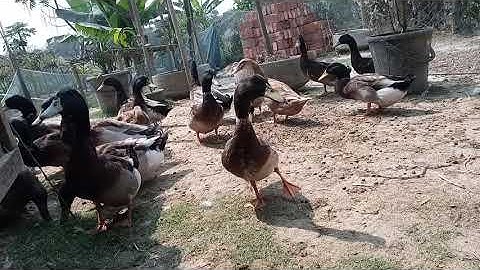 How Duck Farming make Million Eggs Duck Processing Line - Modern Poultry Farm Technology "part 27"