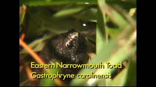 Narrow-mouthed toad, Gastrophryne carolinensis by Ravenswood Media 3,781 views 3 years ago 40 seconds