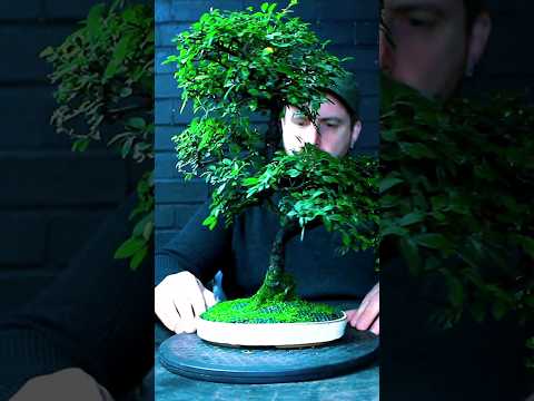 easy pruning decisions