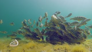 MASSIVE Schools of Yellow PERCH