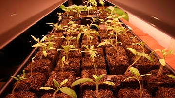 tomato timelapse 60fps