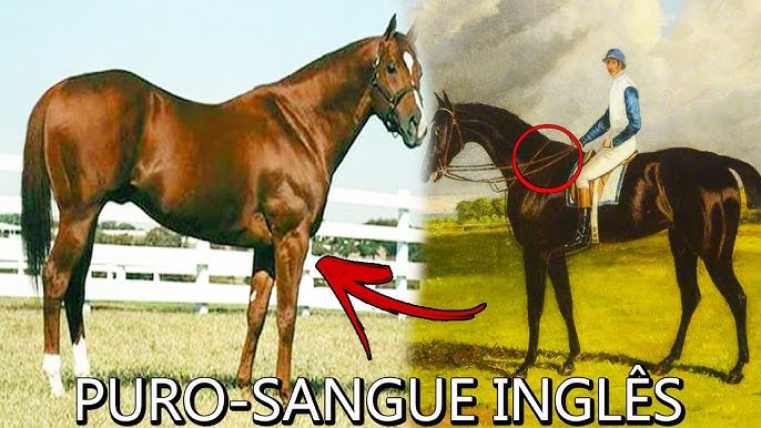 Associação Brasileira de Criadores do Cavalo Puro Sangue Lusitano (ABPSL)