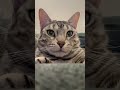 チキンバナナのネコ