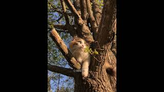 🌿🐾 #therian #quadrobics #квадробика #квд #териан #teri #therianthropy #cat