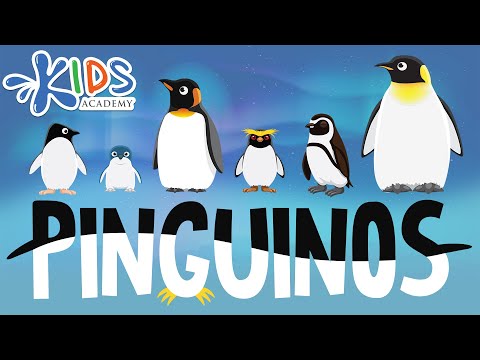 Video: Pingüino de Galápagos: hábitat, comida, datos interesantes