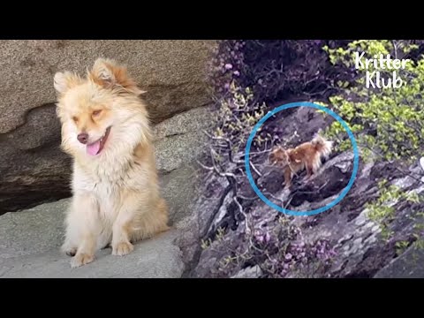 Video: Vietējie mīlestība Bruno, suns, kurš ik pēc 12 gadiem gājis pa 4 km uz pilsētu