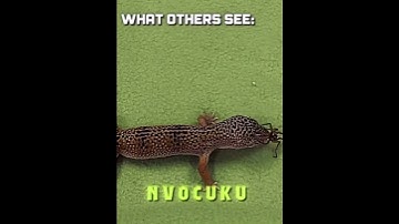 Godzilla vs scylla edit | Godzilla x Kong the new empire #edit  #1v1  #shorts #godzilla  #viral