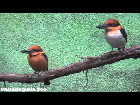 Philadelphia Zoo Micronesian