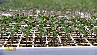 Mary Welaýatynyň Sakarçäge Etrabyndaky Mähriban Obam Hk-Sy Köpugurly Önümçiligi Bilen Týar