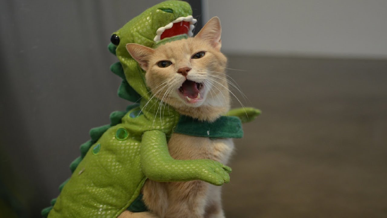 funny cats wearing costumes Funny fails videos 2019 FFV YouTube