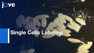 Single Cells Labeling in CNS | Protocol Preview