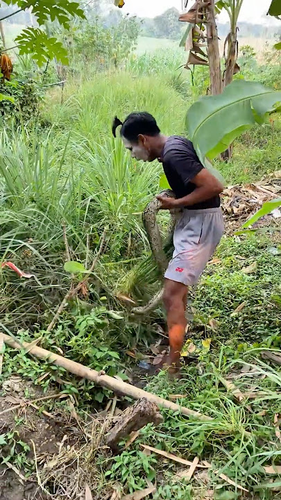 Dibayar 100 Ribu Sama Pak Lurah… Eh Malah Ketemu Ular BESAR di Irigasi! 🐍 Ular! #shortsfeed #snake