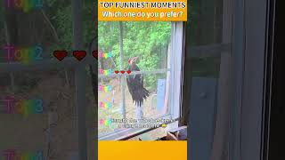 Funniest AnimalsMoments#funnyanimals #animalcomedy #dog#funny#funnyanimals#funnypets#animals