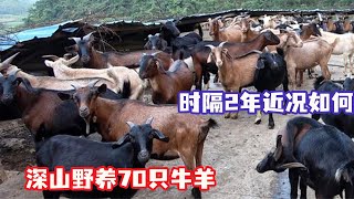 [Коллекция] 70 голов крупного рогатого скота и овец в горах! Ван Фат через 2 года, чтобы увидеть, с