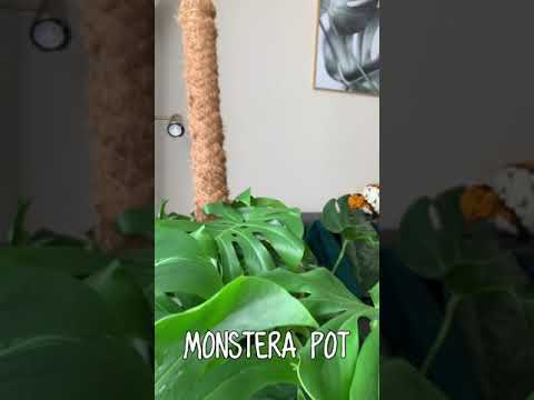 Video: Monstera Menggemaskan: Itu Akan Membutuhkan Banyak Pot