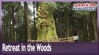 Ancient trees and maple leaves adorn Alishan in seasonal splendor