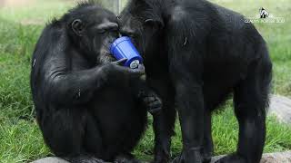 Summer BBQ with the Chimps