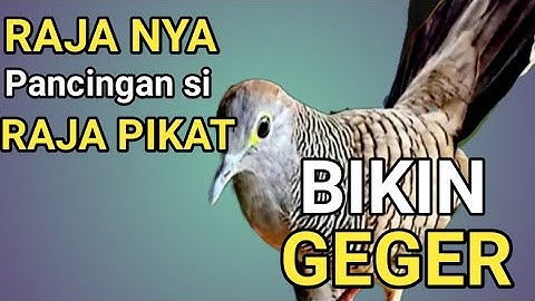 Perkutut Lokal Gacor ‼️ Raja nya pancingan -Si RAJA PIKAT.
