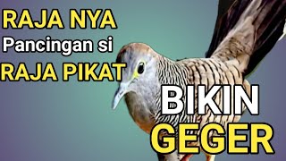 Download Lagu Perkutut Lokal Gacor ‼️ Raja nya pancingan -Si RAJA PIKAT. MP3