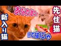 保護した猫ちゃん先住猫と一触即発‼【緊急報告】野良ちゃんの新しい名前を発表!初めてのちゅ~るで大興奮‼ついに怒り食いが炸裂!捨てられた飢えてガリガリの迷い猫の家猫奮闘記