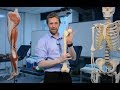 Proximal femur (anatomy)