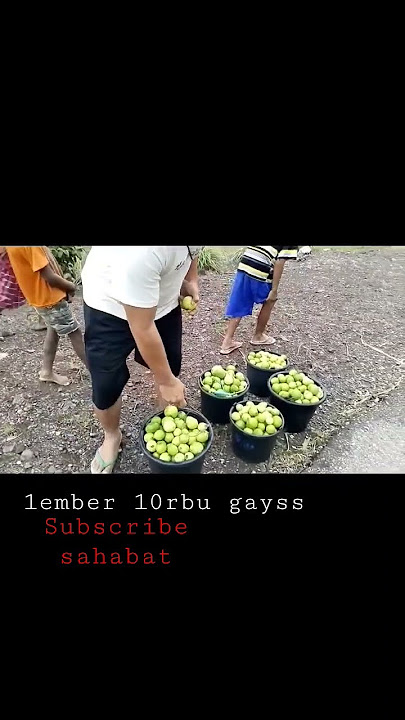 1ember 10rbu jambu biji Timor #traveling #explore #timor#shortyoutube