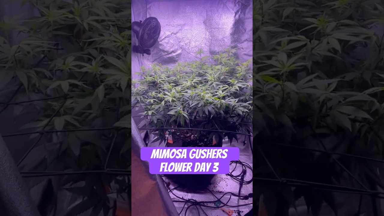 Mimosa Gushers Strain Flower Day 3 XXL LST Scrog  