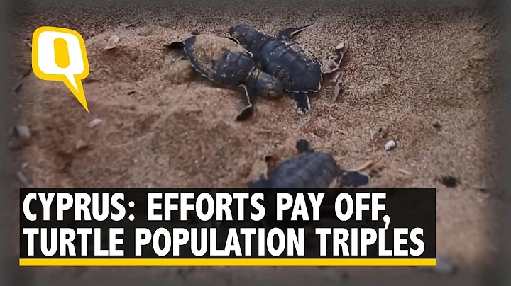 Cyprus Turtle Conservation Efforts Pay Off as Popu...