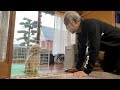 祖父の手作りケージに困惑するトイプードル
