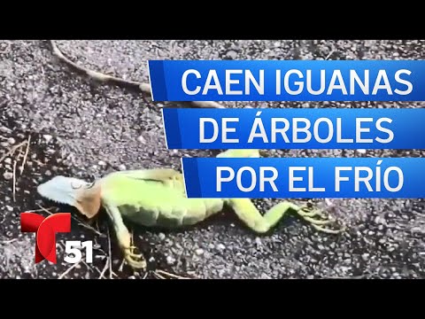 Video: Temperaturas Gélidas Hacen Que Las Iguanas Congeladas Caigan De Los árboles