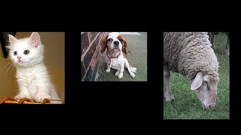 Polymorphism in Processing