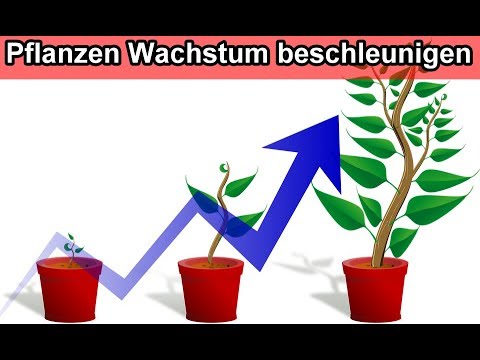 Video: Was Tun, Wenn Broiler Langsam Wachsen?