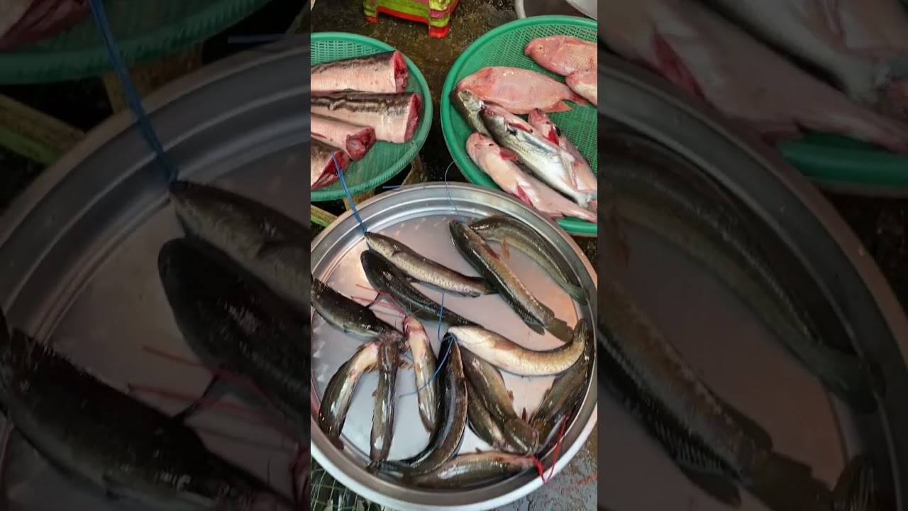 ពោតឆ្ងាញ់