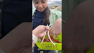 Strawberry picking in Baguio #shorts #baguiocity #strawberrypicking