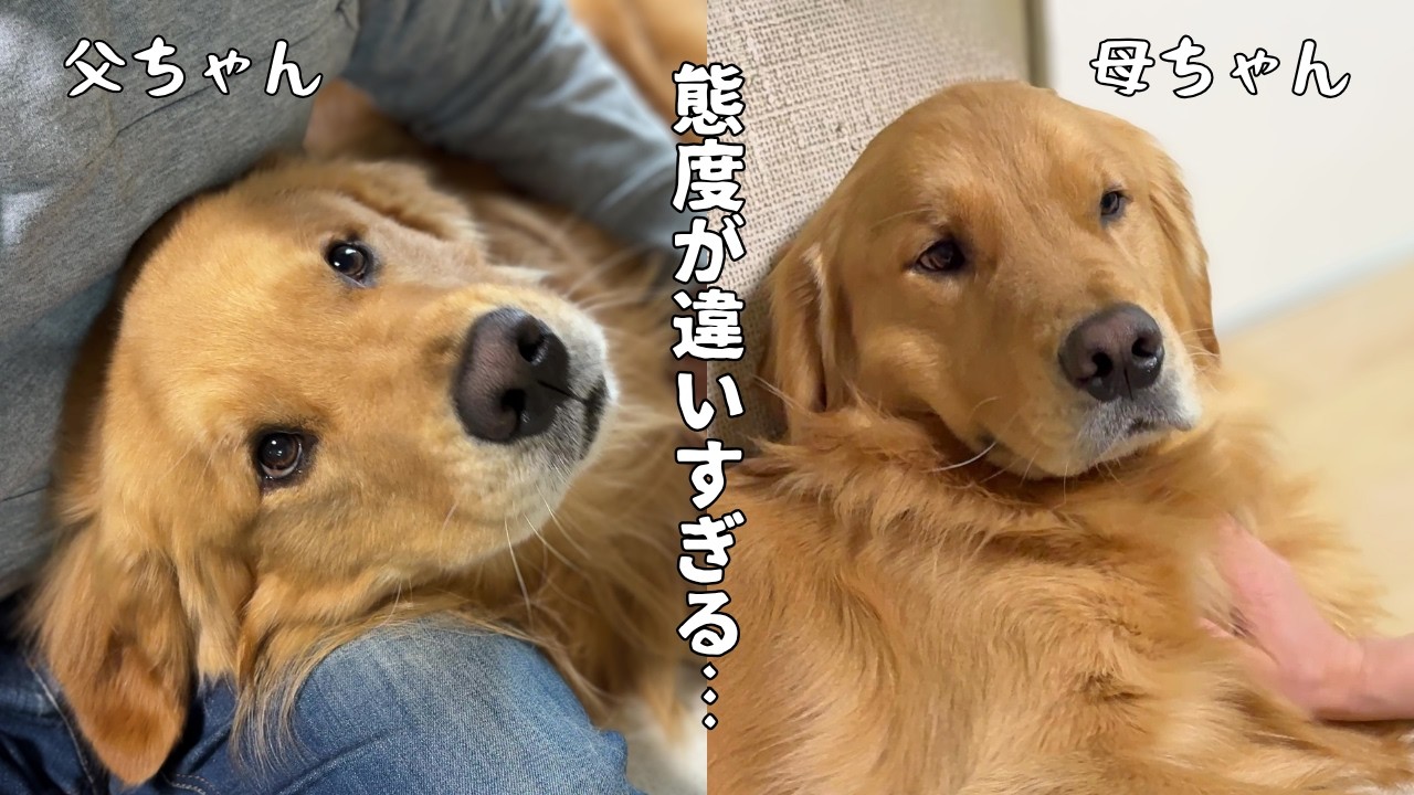 父ちゃんと母ちゃんで態度を変えるゴールデンレトリバー - YouTube