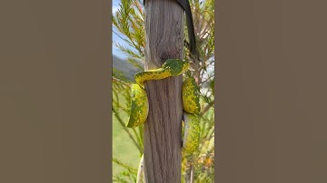 CHECK OUT THIS GREEN TREE PYTHON CLIMBING #reptile #snake #animals #shorts