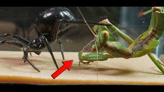 Clash of the TITANS: Black Widow and Praying MANTIS in an INCREDIBLE encounter!